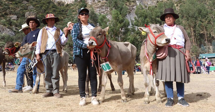 becerros nacidos por inseminación artificial en Ayacucho proyecto bovino Lucanas