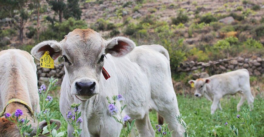 becerros nacidos por inseminación artificial en Ayacucho proyecto bovino Lucanas 