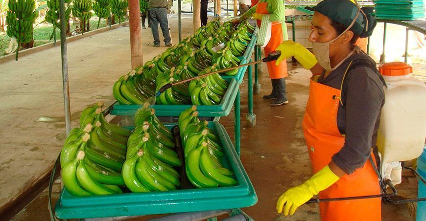 exportación de banano peruano
