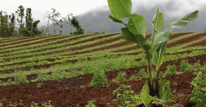 Descarga aquí la guía técnica de biofermentos en banano orgánico