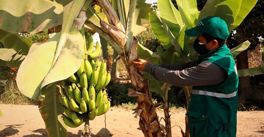 Refuerzan acciones para prevenir el ingreso del Fusarium R4T