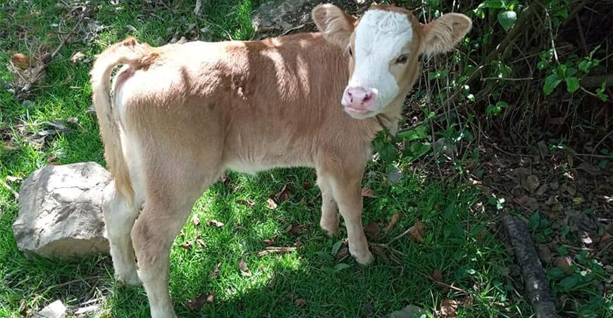 INIA becerro por inseminación artificial 