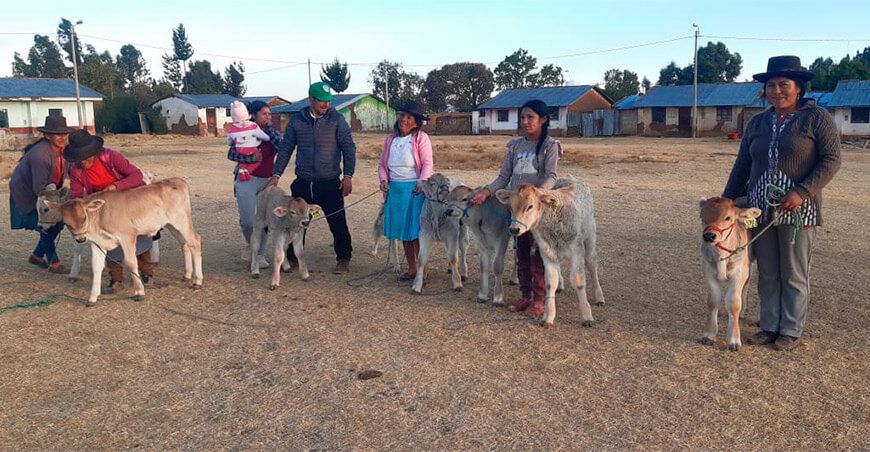 Agro Rural nacimiento becerros inseminación artificial Perú