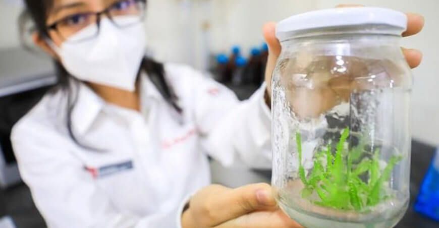 bioestimulantes en cultivos de agroexportación