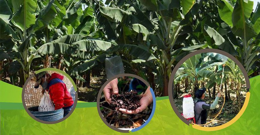 Descarga aquí la guía técnica de biofermentos en banano orgánico