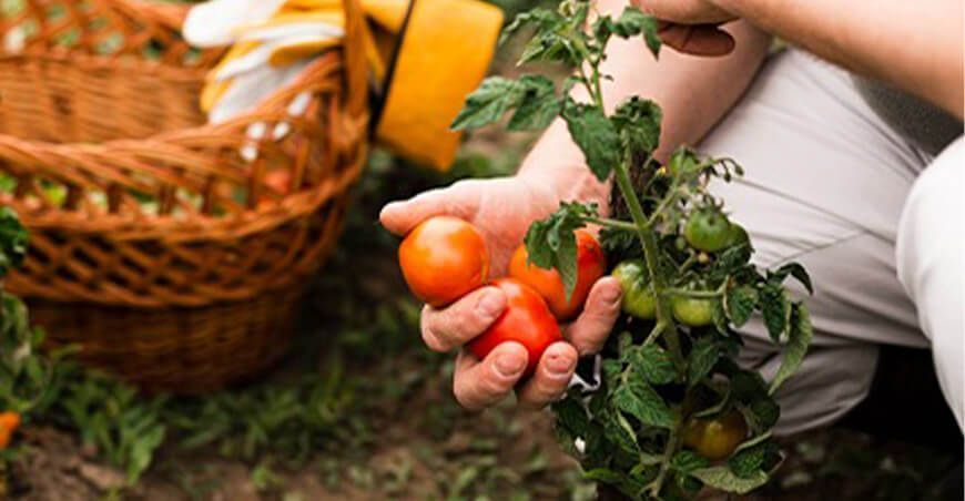 beneficios de los biofertilizantes en la agricultura