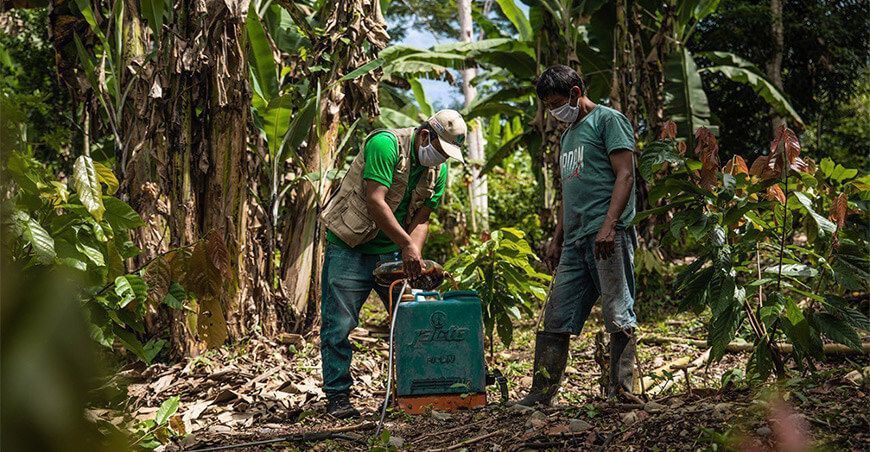 biofertilizantes para el cultivo de cacao