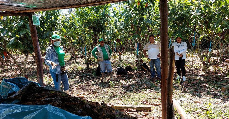 implementan módulos de biofertilizantes para mejorar producción de cultivo de cacao Perú