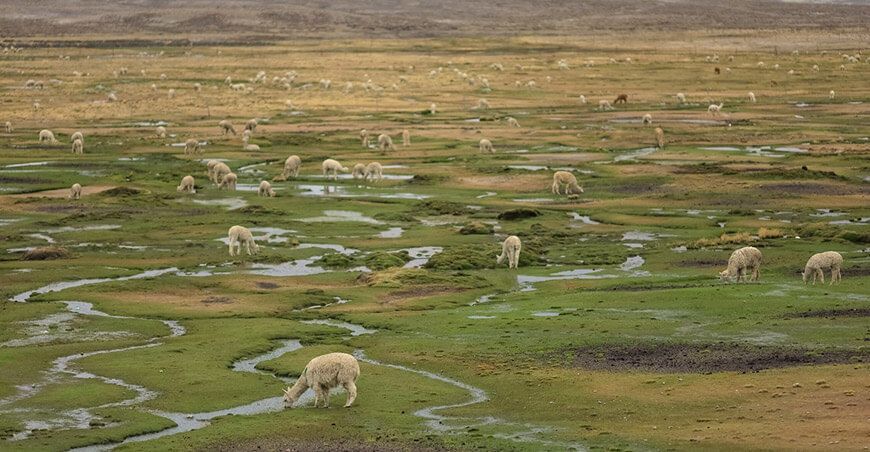 Perú Merese humedales y bofedales Perú