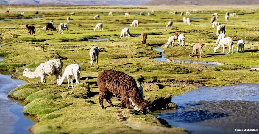 recuperar a los bofedales en Perú