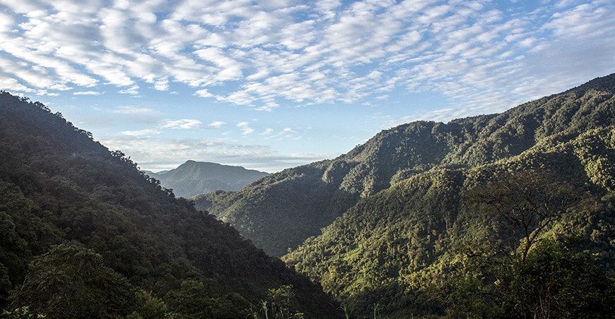 Bosque Alto Mayo en Junín