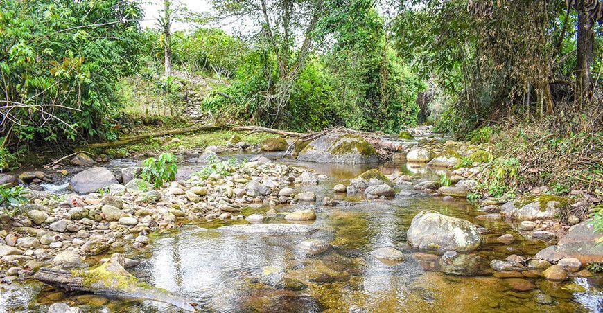 Establecen el bosque local “El Tornillal” en Nuevo Progreso en San Martín