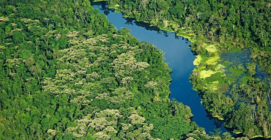 bosques amazónicos Amazonía peruana