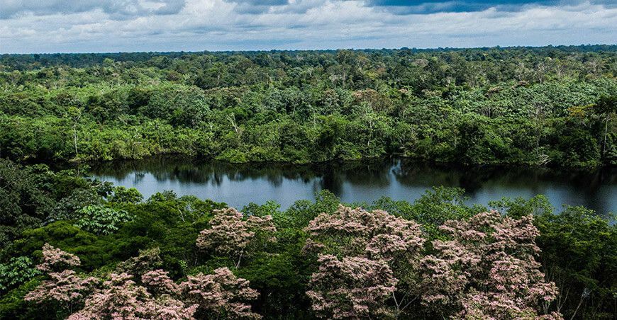 bosques amazónicos Perú