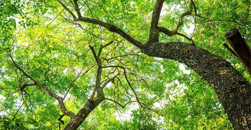 Semana Forestal Nacional