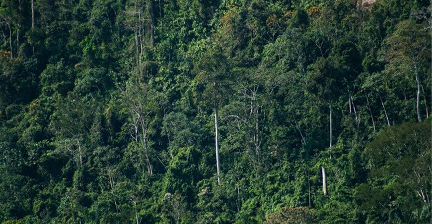 bosques Perú