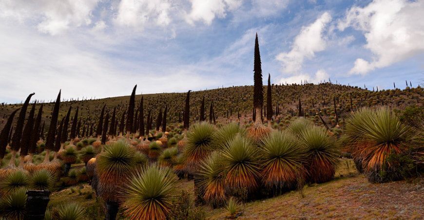 Bosque de Puya Raimondi - Titankayocc