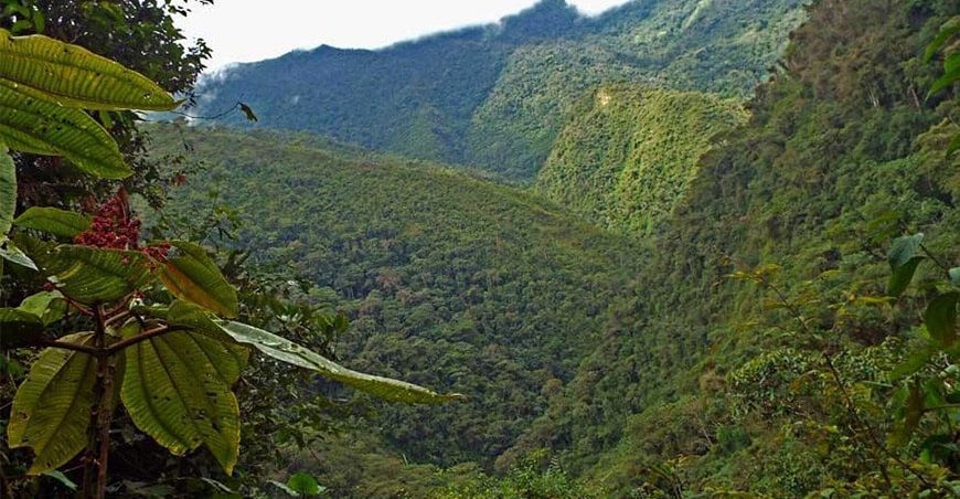 conservación bosques San Martín