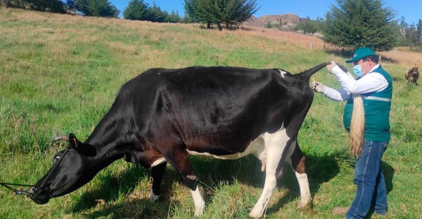 Buscan identificar más establecimientos libres de brucelosis bovina