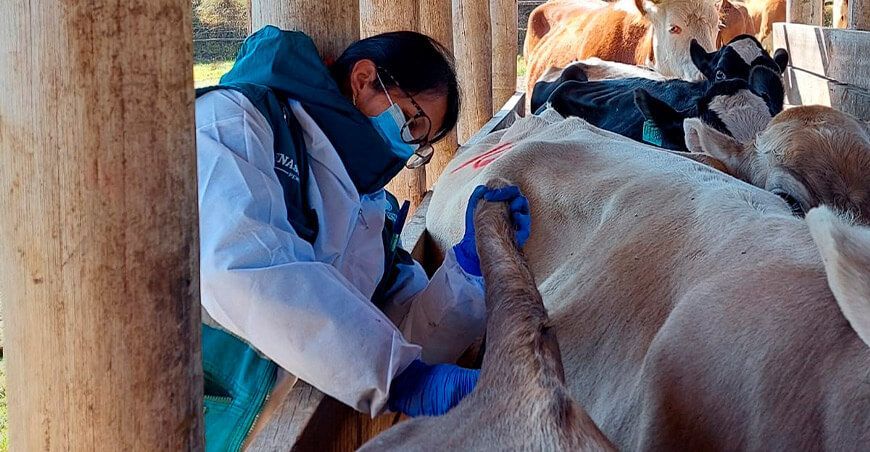 Realizan descarte de brucelosis y tuberculosis bovina en Cajamarca