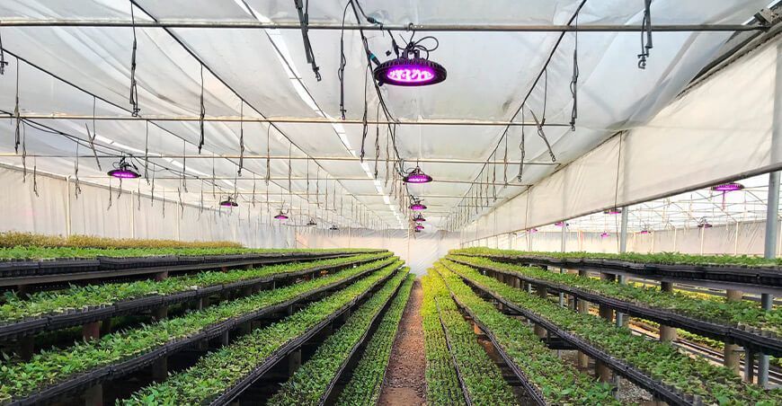 Focos LED permiten cosechas todo el año