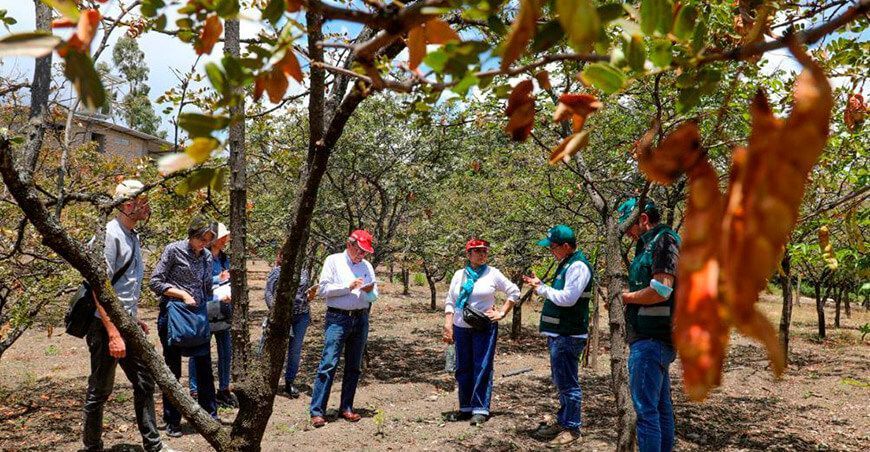 buenas prácticas en la producción de tara Inacal Perú