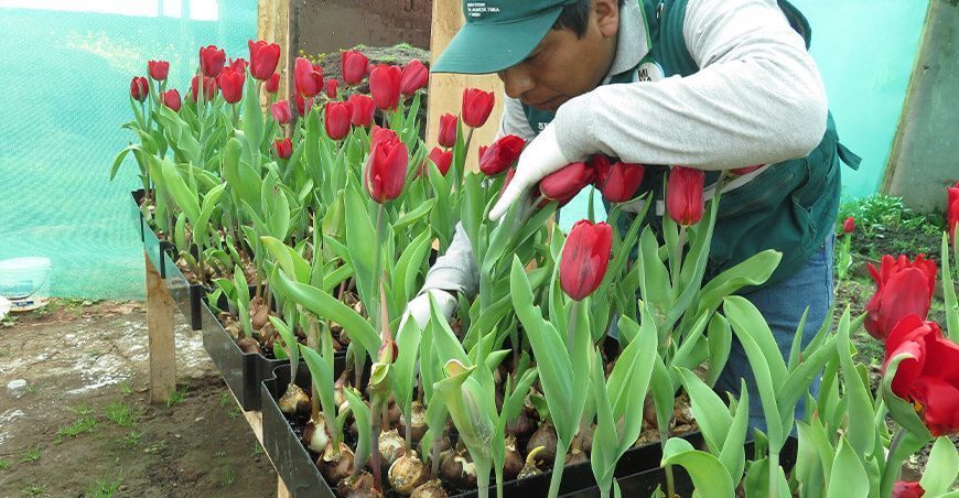 bulbos tulipán Senasa Perú