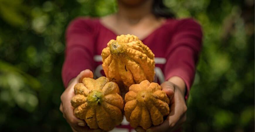 Mejorarán la producción de cacao fino de aroma en Chungui