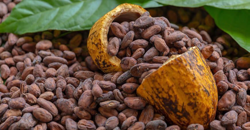 Producción de cacao