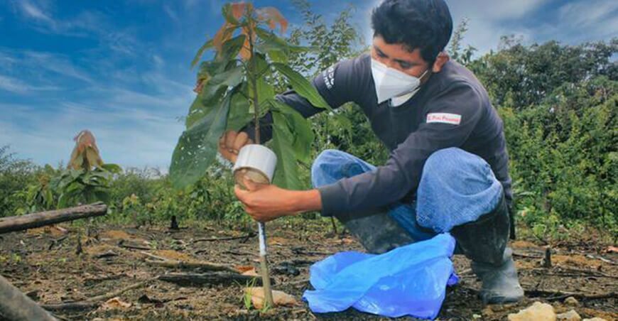 Injertarán 91 mil plantones de cacao