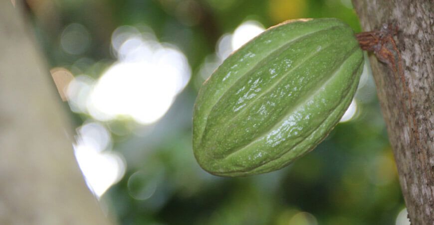 cacao de Jaén Cajamarca Perú