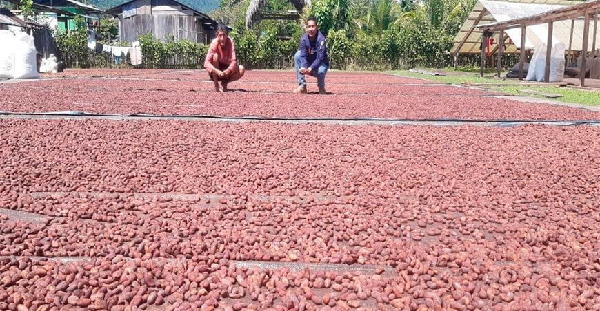 Acopagro, un caso de éxito en cacao orgánico