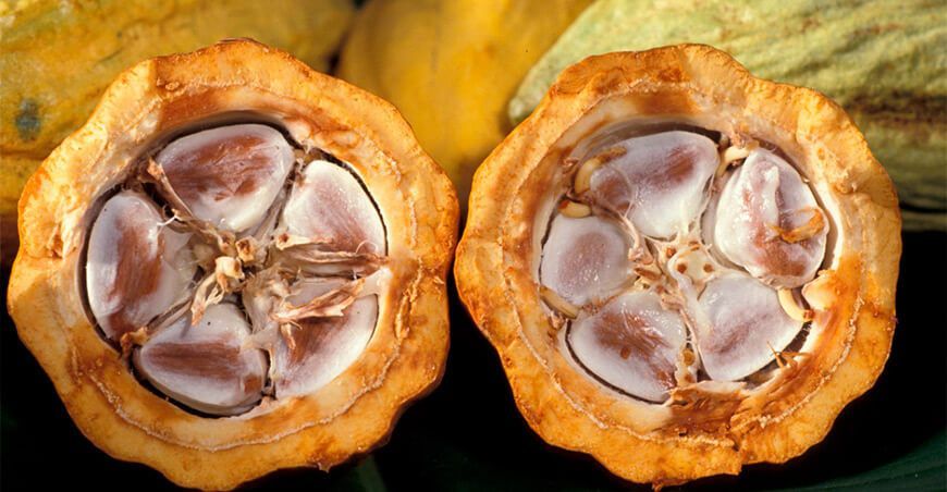 derivados de cacao Perú