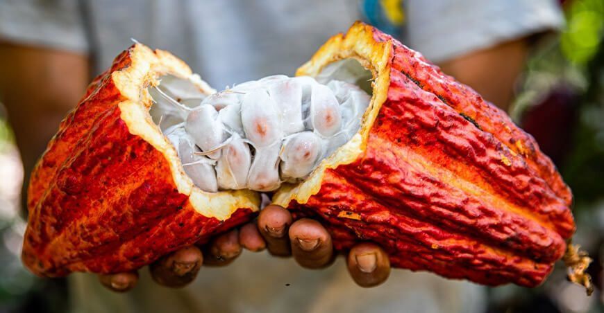 cacao Perú