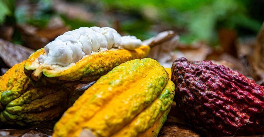 cacao Perú