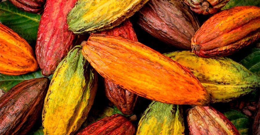 cacao peruano