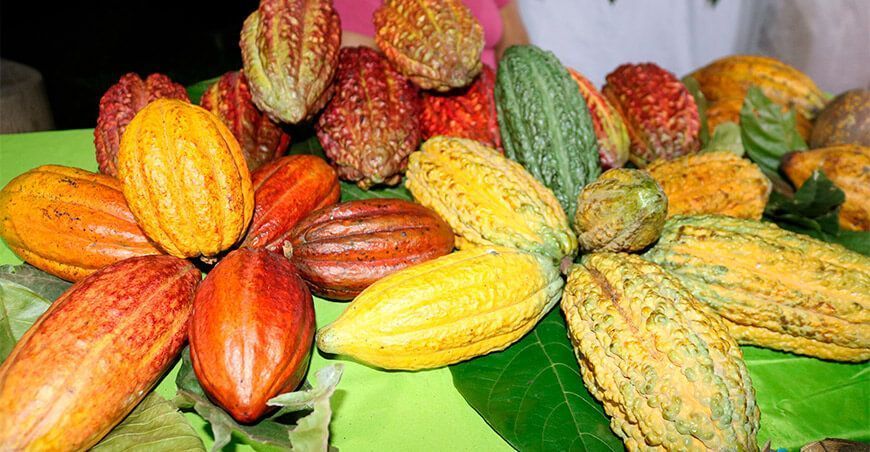Cacao peruano