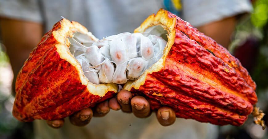 cacao peruano