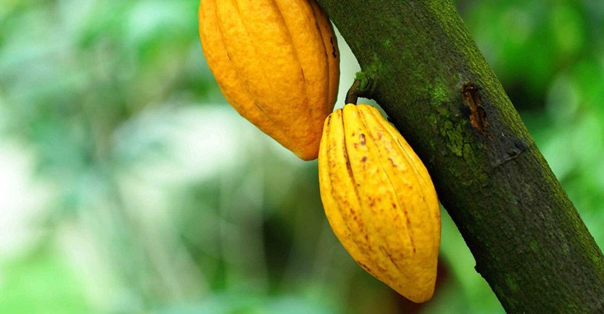 Cacao peruano
