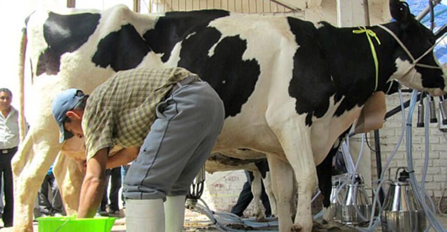 Midagri aprobó el plan para el fortalecimiento de la cadena productiva de lácteos