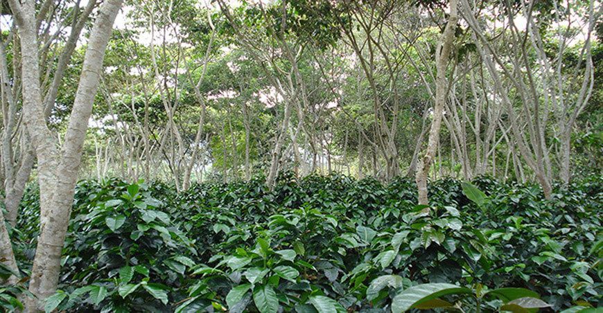 café bajo sombra