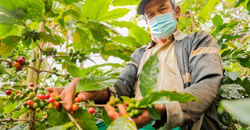 Productores exportaron 71 mil quintales de café verde 