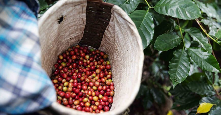 Perú duplicó producción de café orgánico en la última década