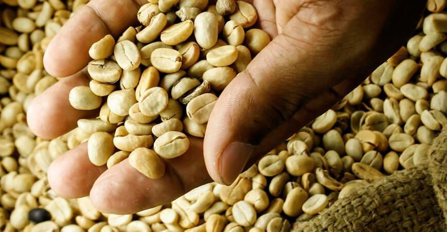 Café sin tostar