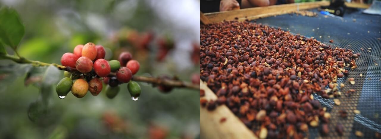 Finca “Bella Dorita”, modelo de producción sostenible de café