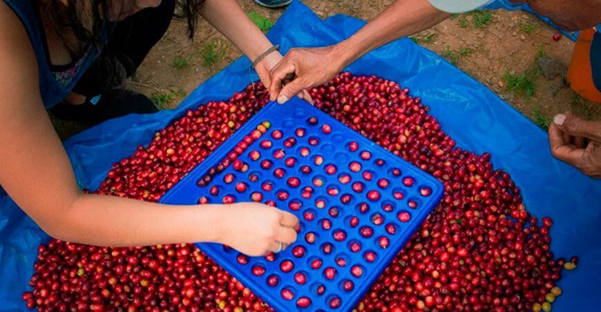 Productores se capacitan en postcosecha y cata de café
