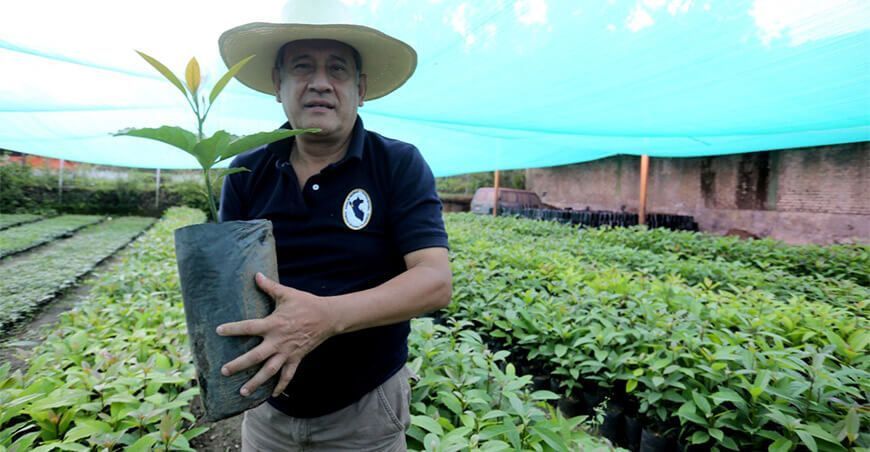 Instalarán un millón de platones forestales de manera simultánea en Cajamarca