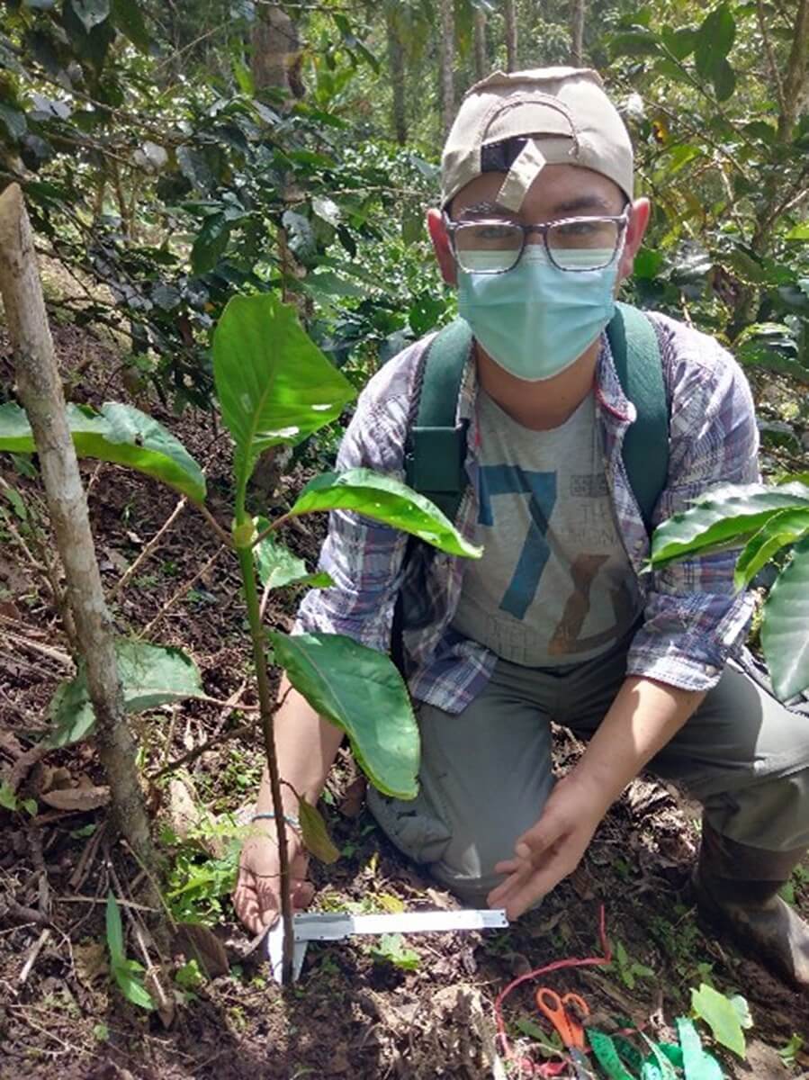 Instalan plantones con calidad genética del árbol de la quina en Cajamarca