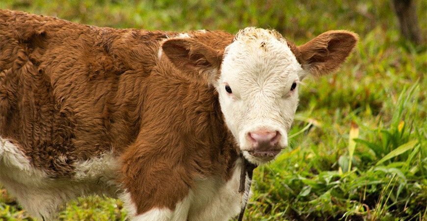 Nacen terneros con alto valor genético en Cajamarca