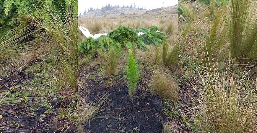 Siembran plantones de pino Cajamarca